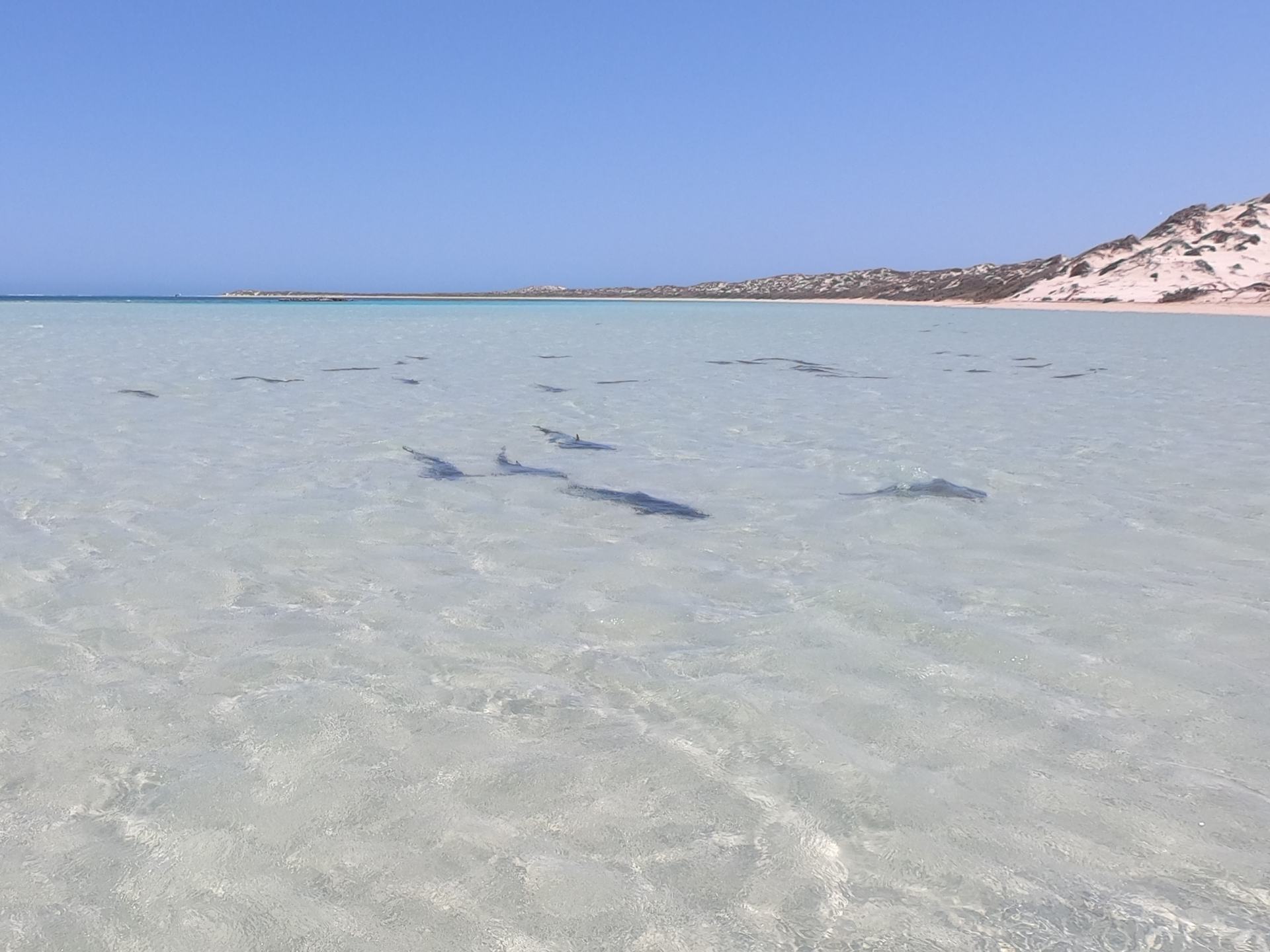Shark Nursery bei Coral Bay