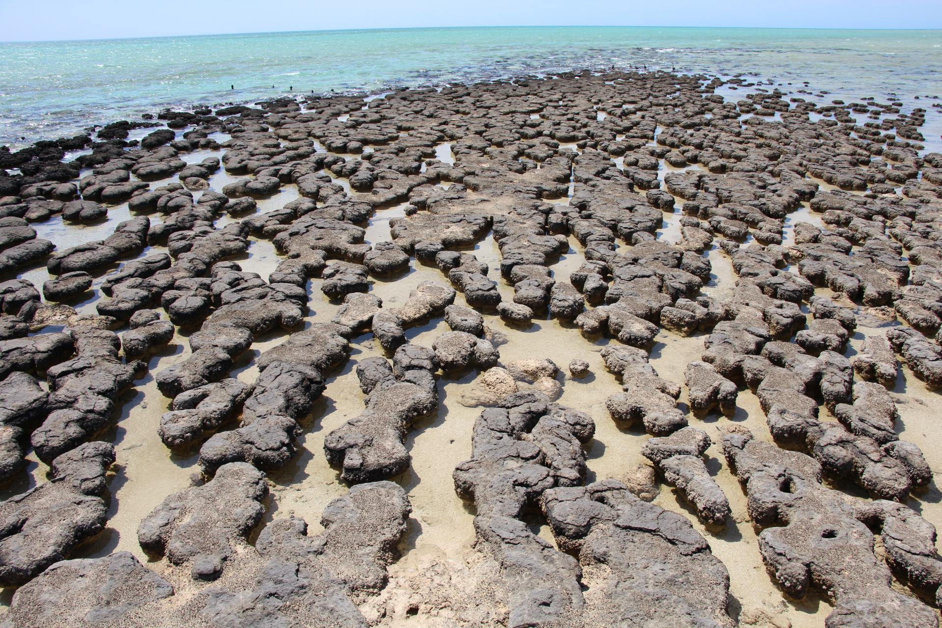 Stromatoliten beim Hamelin Pool