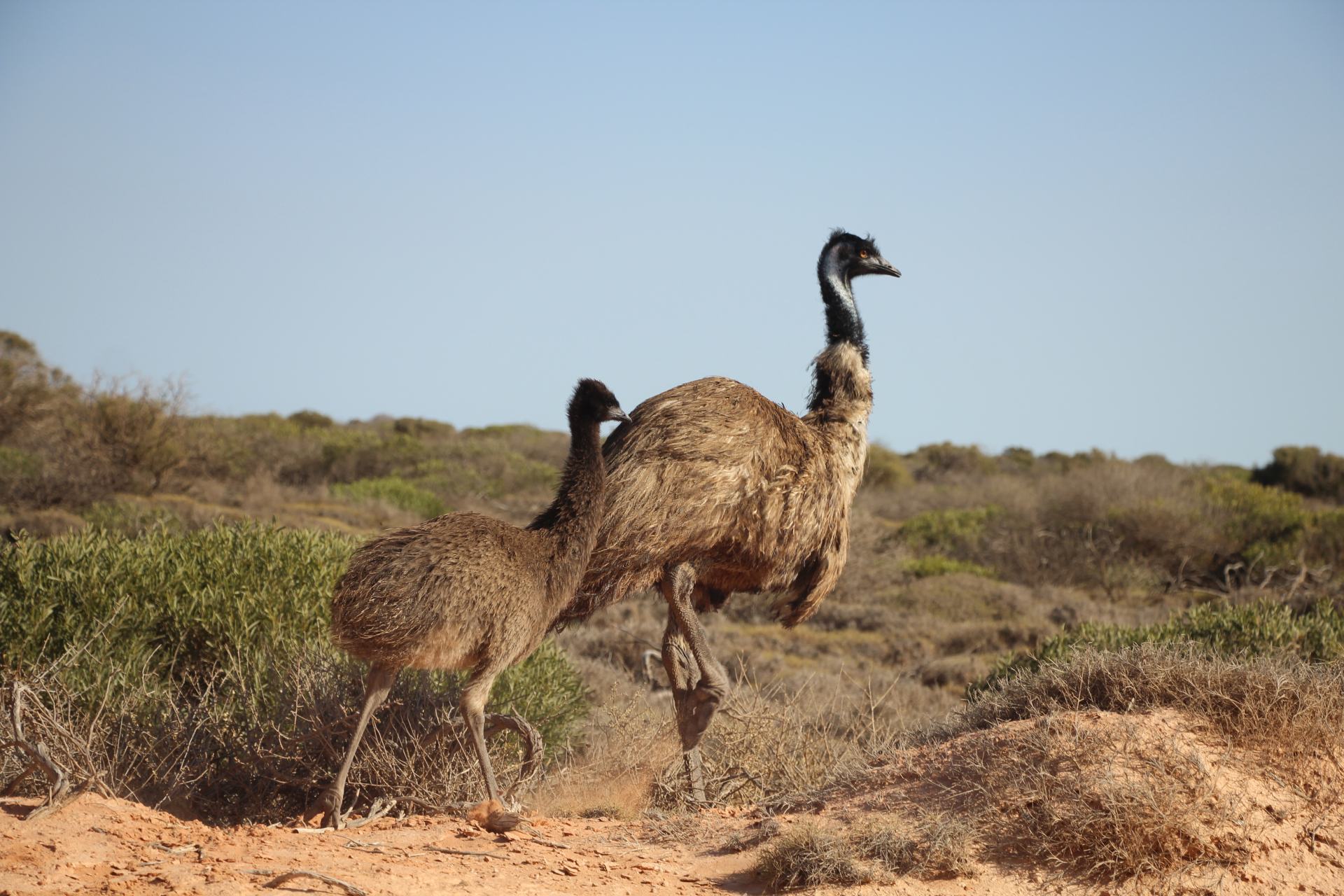 Emu's unterwegs