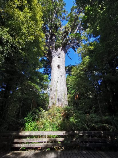 "Herr der Bäume", uralter Kauri-Baum