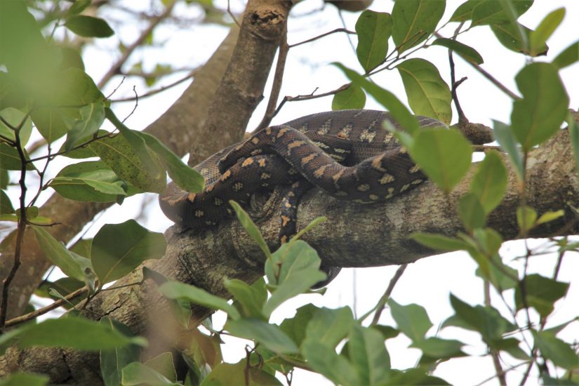 Python auf dem Baum