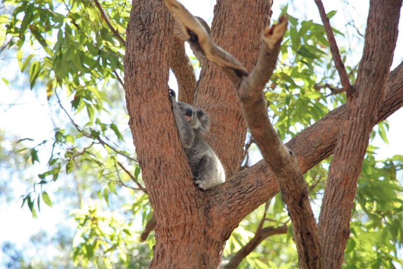 Koala am erholen